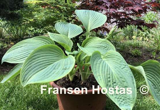 Hosta Jurassic World